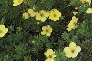 are potentilla poisonous to dogs