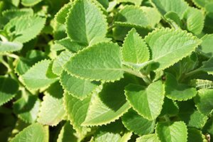 Bread and Butter Plant