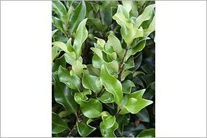 ligustrum poisonous to dogs