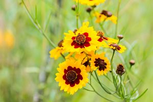 Is Coreopsis Or Tickseed Toxic for Cats? 