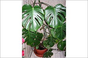 philodendron dog ate