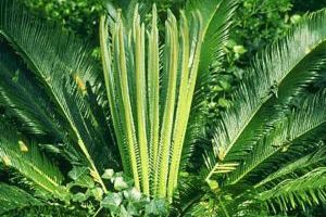 Cycads