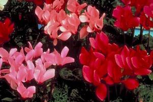 Cyclamen