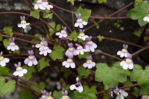 Kenilworth Ivy