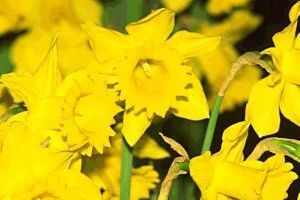 are daffodil plants poisonous to cats and dogs