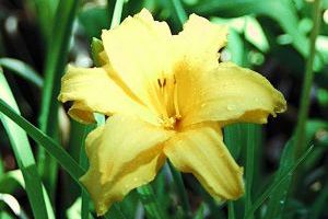 is lily poisonous to dogs