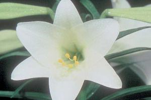 easter lily toxicity dogs