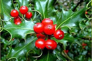 Is Holly Toxic to Cats? 