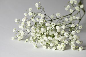baby's breath poisonous dogs