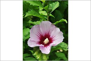hibiscus flowers poisonous to dogs