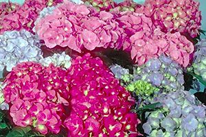 is hydrangea poisonous for dogs