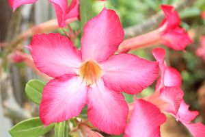 Impala Lily