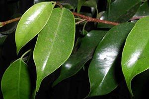 is a ficus plant poisonous to dogs