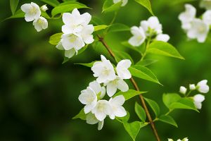 necklace to hold ashes of dogs
