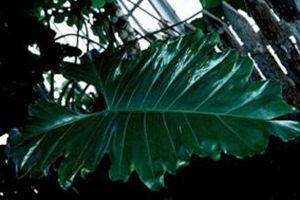 Lacy Tree Philodendron