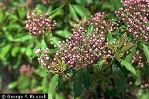 Is Lambkill Or Sheep Laurel Toxic to Cats? 