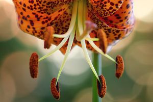 Leopard Lily