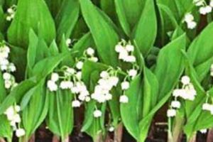 Is Lily of the Valley Toxic to Cats? 