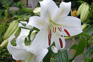is lily poisonous to dogs