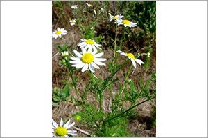 Is Mayweed Or Poison Daisy Toxic to Cats? 