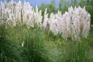 Is Pampas Grass Toxic for Cats? 