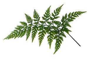 parsley fern