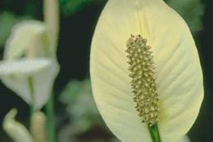 are peace lily plants toxic to cats