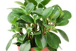 Is Peperomia Peltifolia Toxic for Cats? 