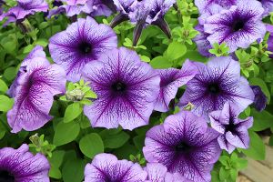 Is Petunia Toxic for Cats? 