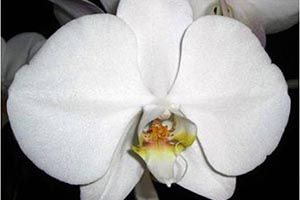 Are Orchids Edible for Cats 