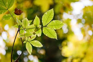 Is Pignut Hickory Toxic for Cats? 