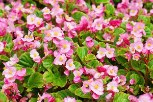 Is Pink Pearl Begonia Toxic to Cats? 