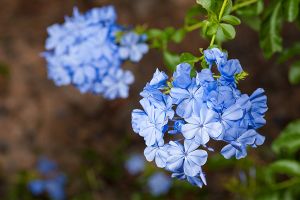 Plumbago Larpentiae