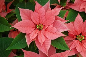 Poinsettia