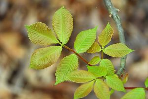 sumac poisonous to dogs