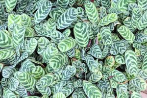 are prayer plants toxic to dogs