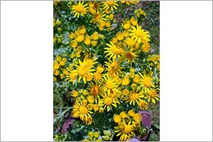 is ragwort poisonous to dogs