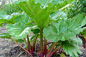 is rhubarb harmful to dogs