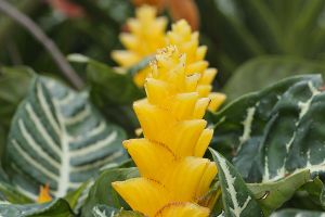 Saffron Spike Zebra