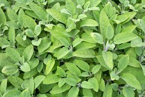 Is Sage Toxic for Cats? 