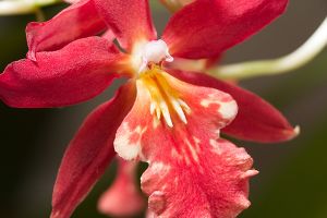 Scarlet Orchid