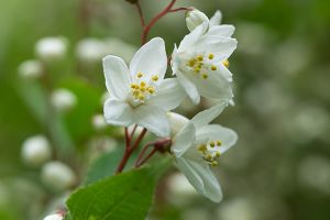 Slender Deutzia