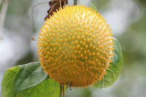 Is Hedgehog Gourd Or Teasel Gourd Toxic for Cats? 