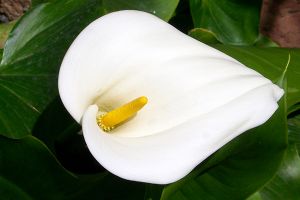 Trumpet Lily