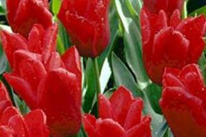 are tulips harmful to dogs