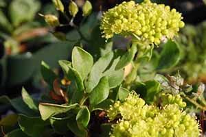 Umbrella Plant