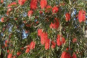 Weeping Bottlebrush