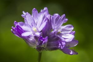 Wild Hyacinth