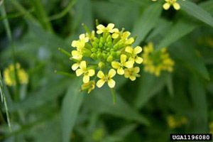 Wormseed Mustard