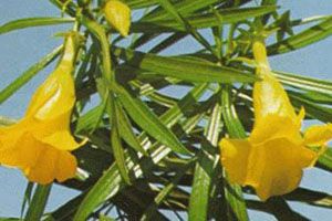 Yellow Orleander